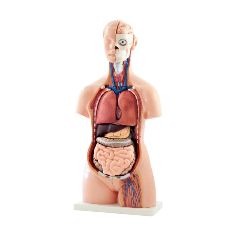 40-Part Torso Model Medvana UK