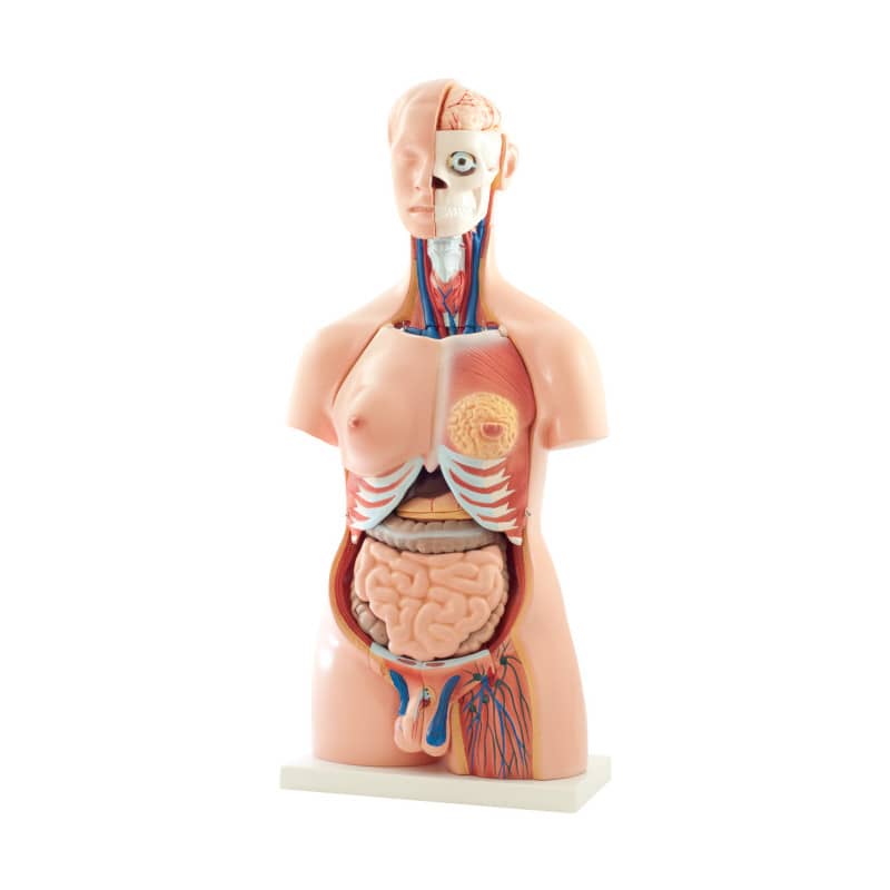 40-Part Torso Model