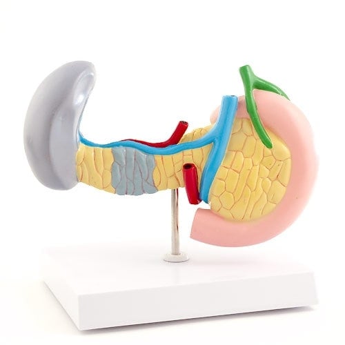 Pancreas, Spleen & Gallbladder Model with Diseases Medvana UK