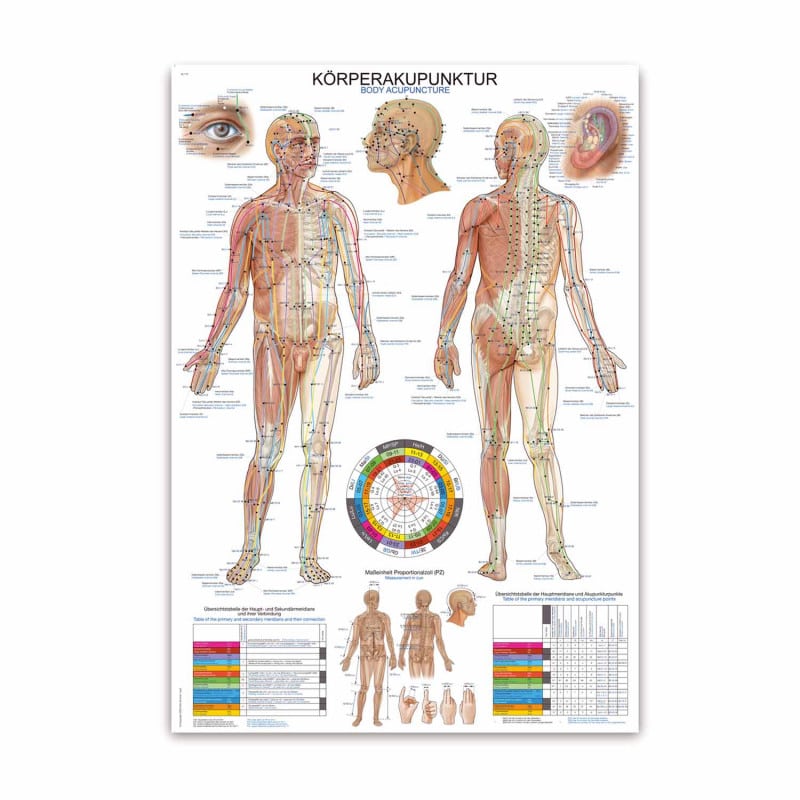 Acupuncture Wall Chart Medvana UK