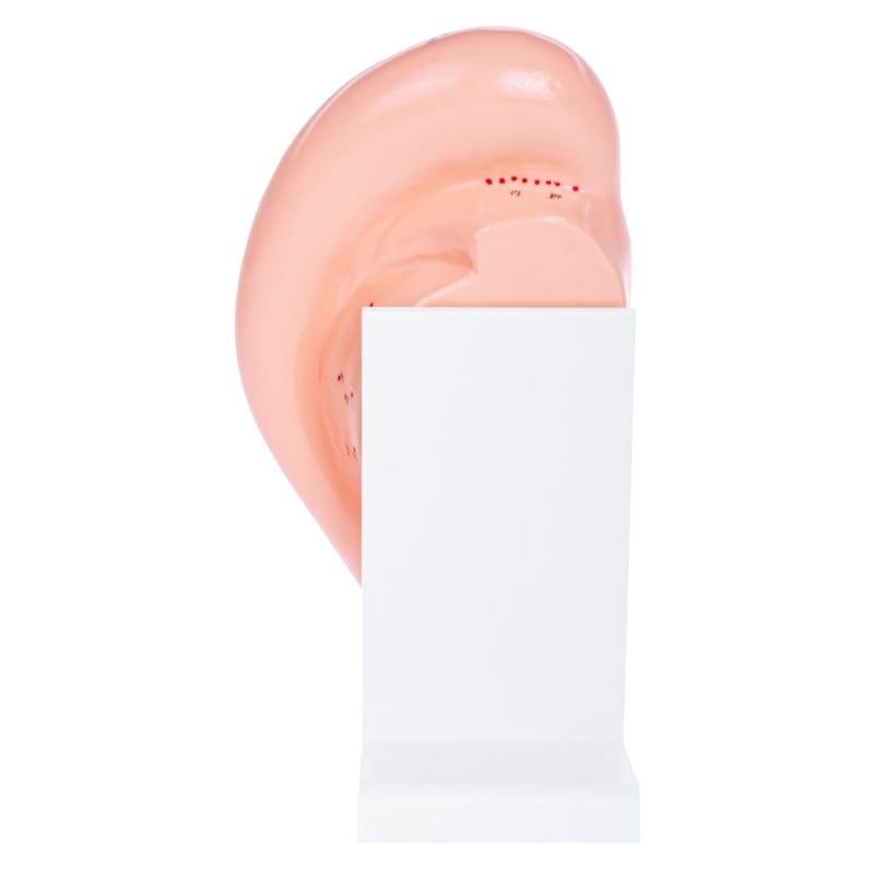 Ear Acupuncture Model Medvana UK