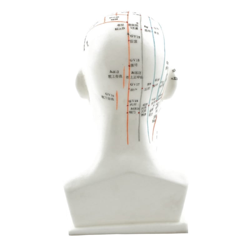 Head Acupuncture Model Medvana UK