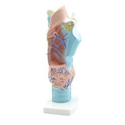 3-Piece Larynx Model Medvana UK