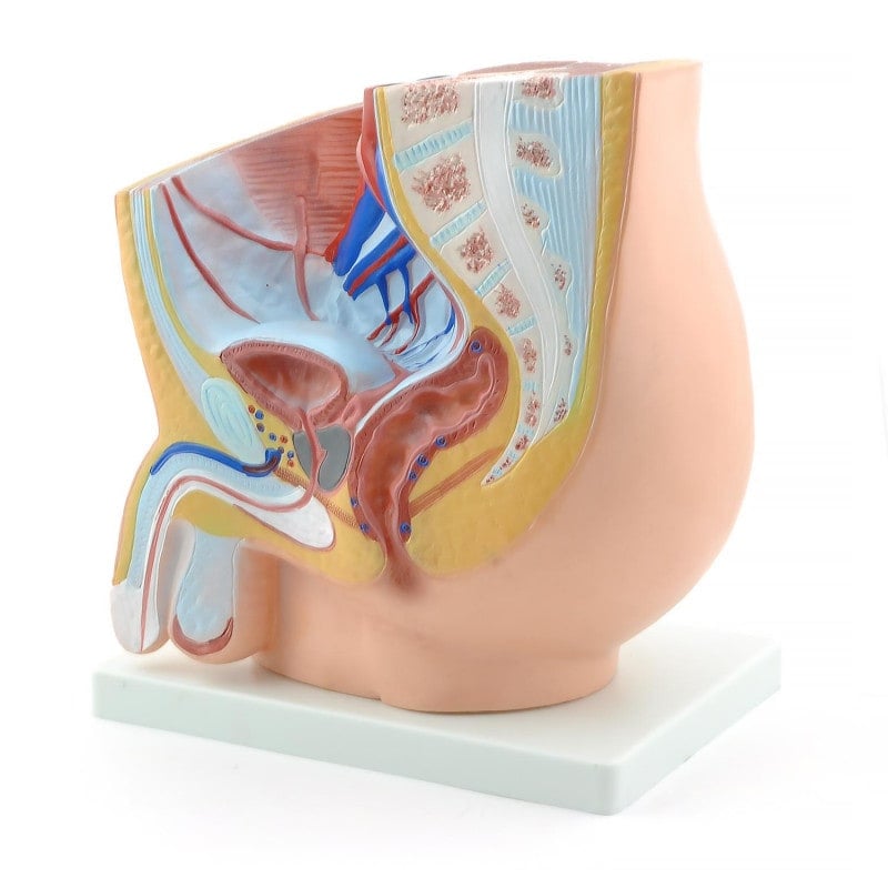 Male Pelvis Model Medvana UK