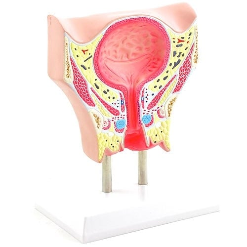 Female Bladder Model Medvana UK