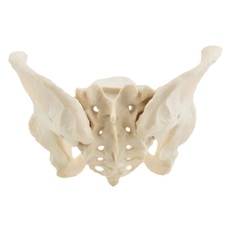 Skeletal Pelvis Model, Female Medvana UK