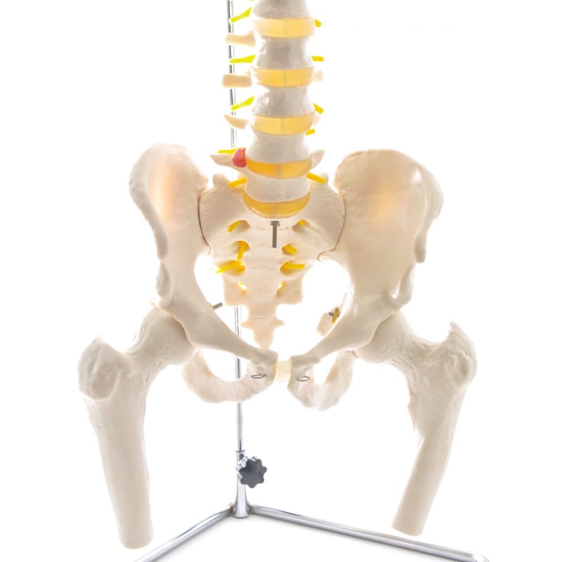 Spinal Column Model with Pelvis and Femoral Heads Medvana UK