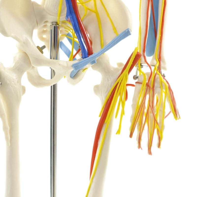 Human Skeleton Model Medvana UK