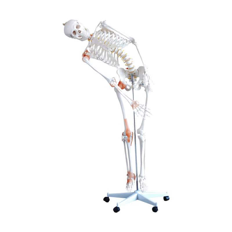 Human Skeleton Model Medvana UK