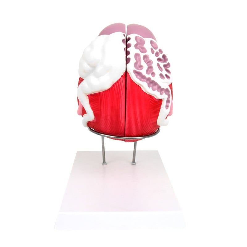 Anatomical Model of the Male Bladder Medvana UK
