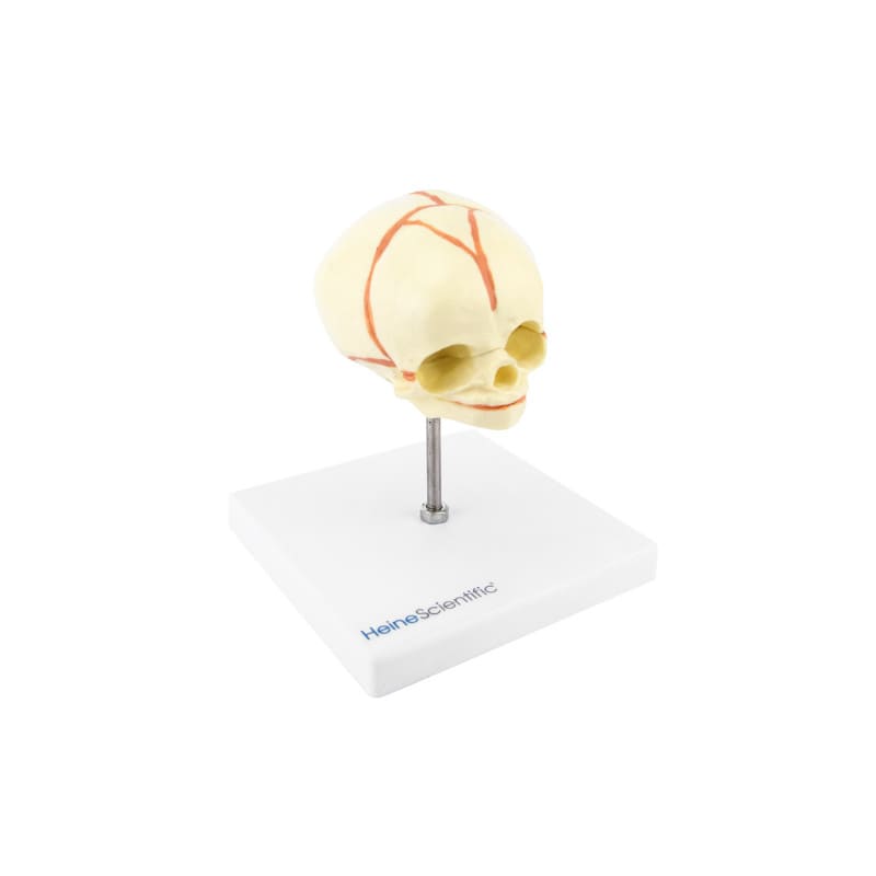 Foetus Skull Model Medvana UK