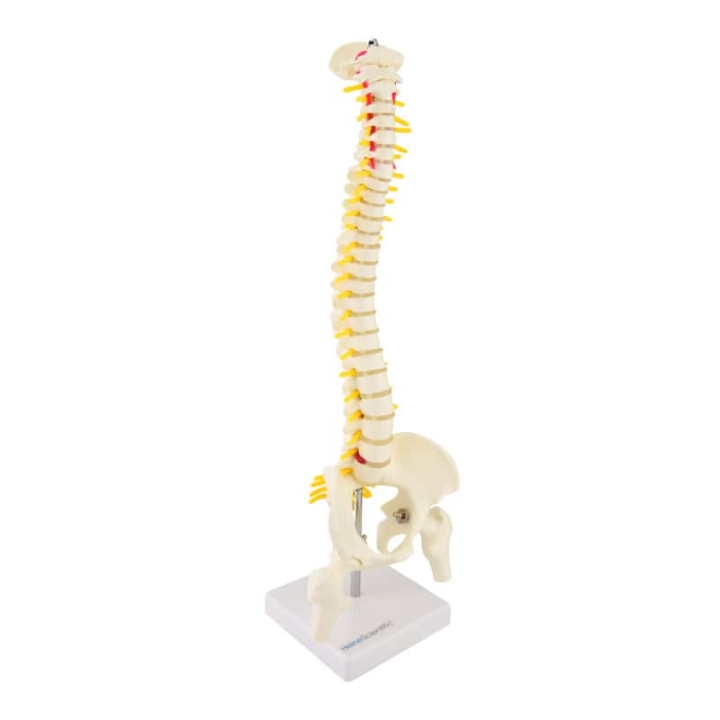 Miniature Spinal Column Medvana UK