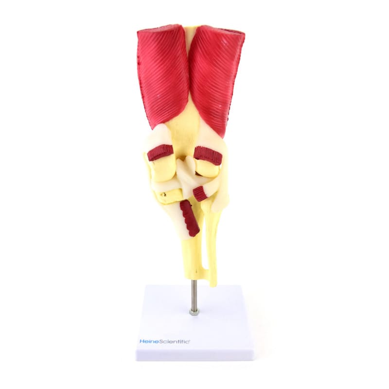Knee Model Medvana UK