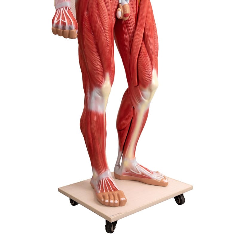 Disassemblable Human Body Model Medvana UK