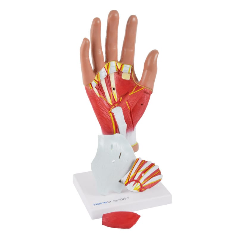 4-Part Hand Model Medvana UK