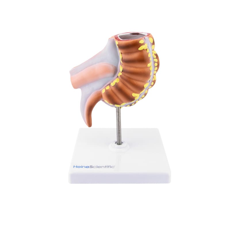 Appendix Model Medvana UK