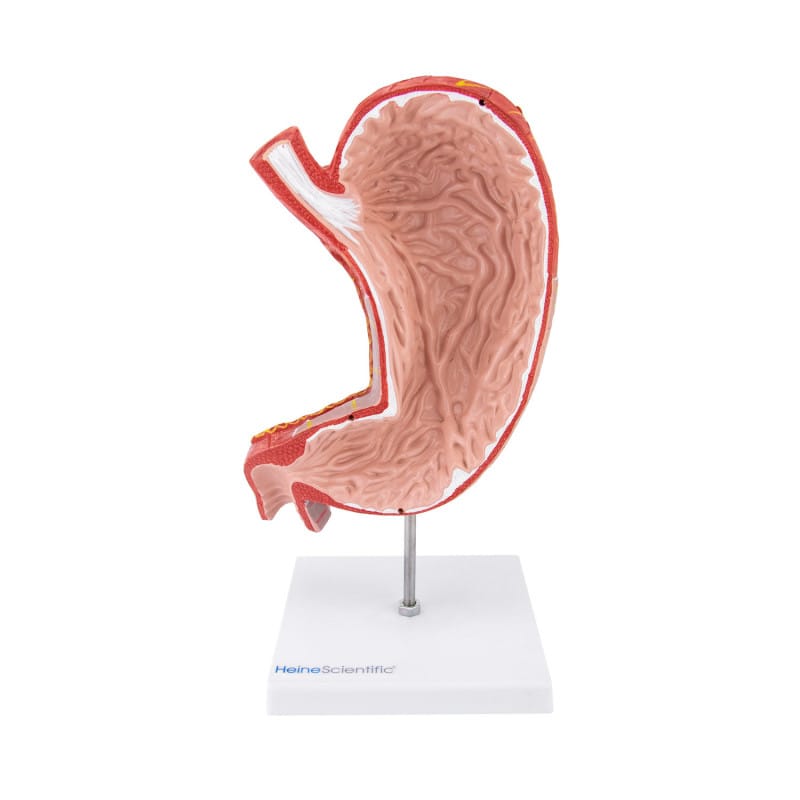 Stomach Model, 2 part Medvana UK