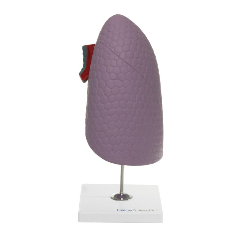 Human Lung Model Medvana UK