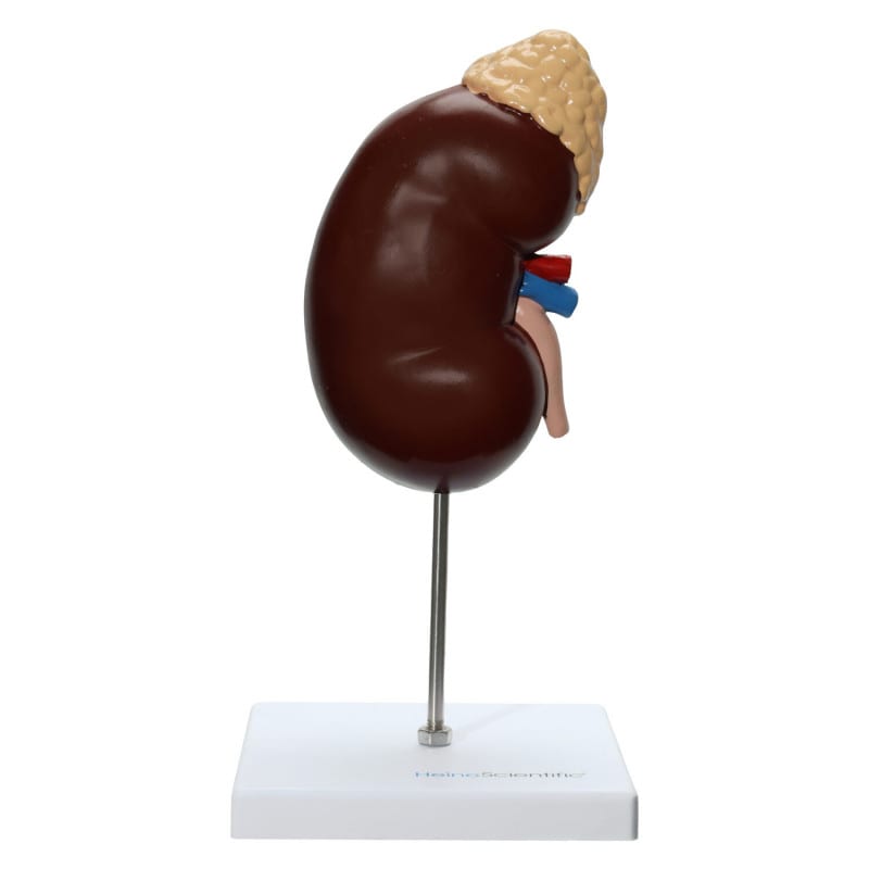 Kidney and Adrenal Gland Model Medvana UK