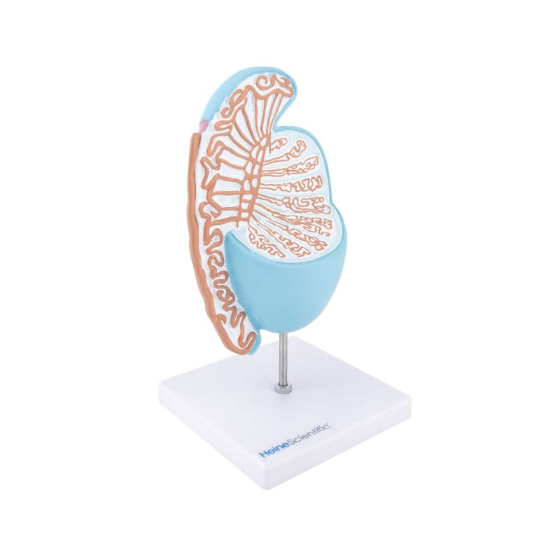 Testicle Model Medvana UK