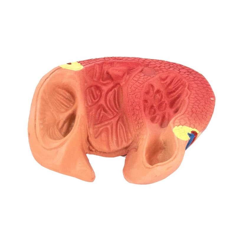 2-Part Heart Model Medvana UK