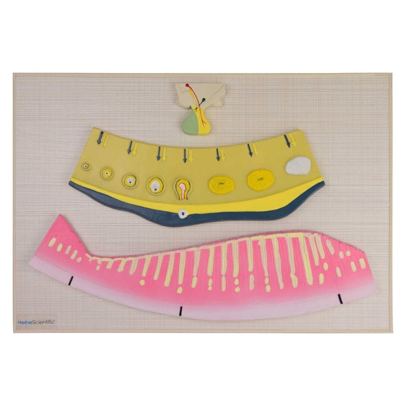 Model of Female Hormonal Cycle Medvana UK