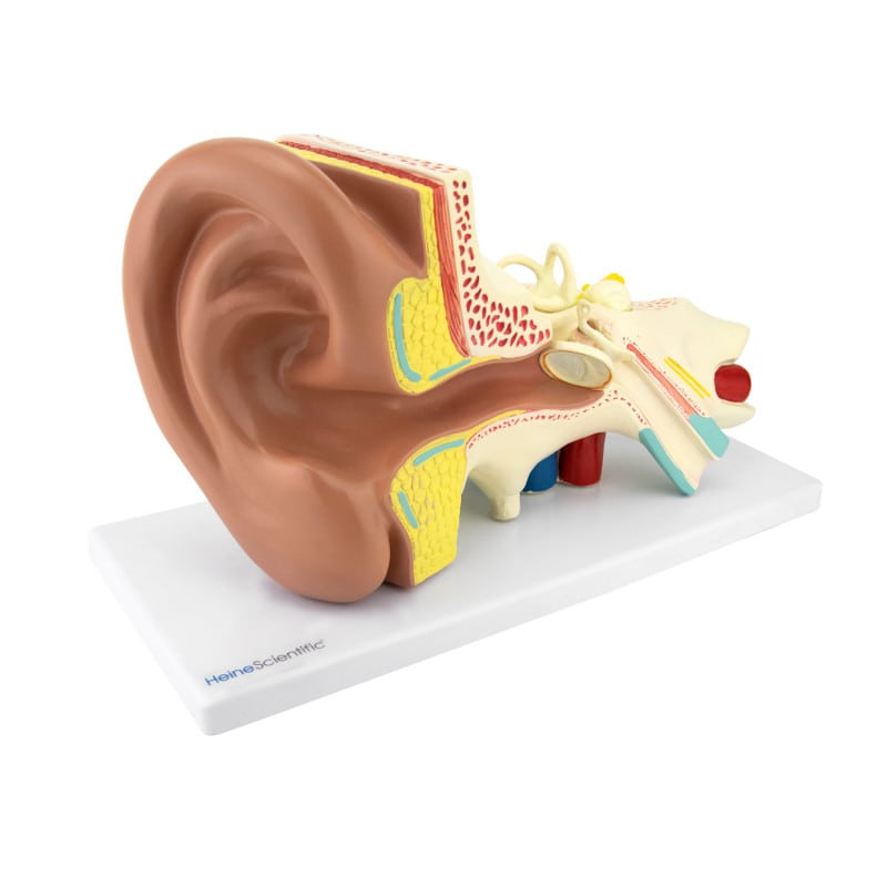 4-Part Ear Model Medvana UK