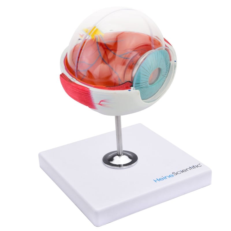 6-Part Eye Model Medvana UK