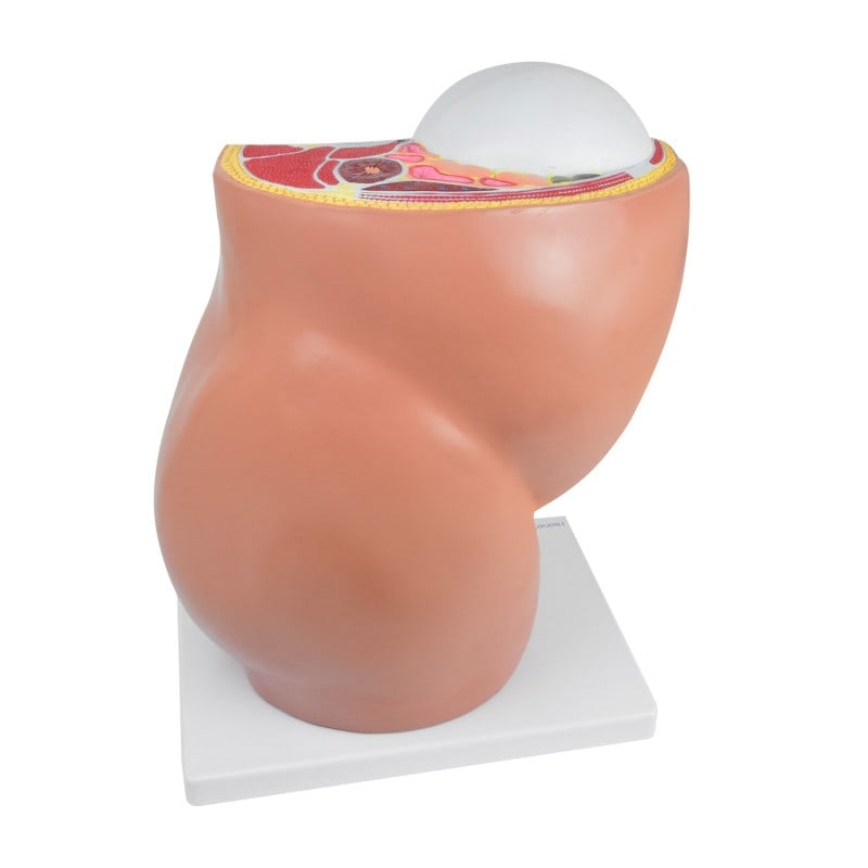 Pregnancy Model, 40th Week Medvana UK