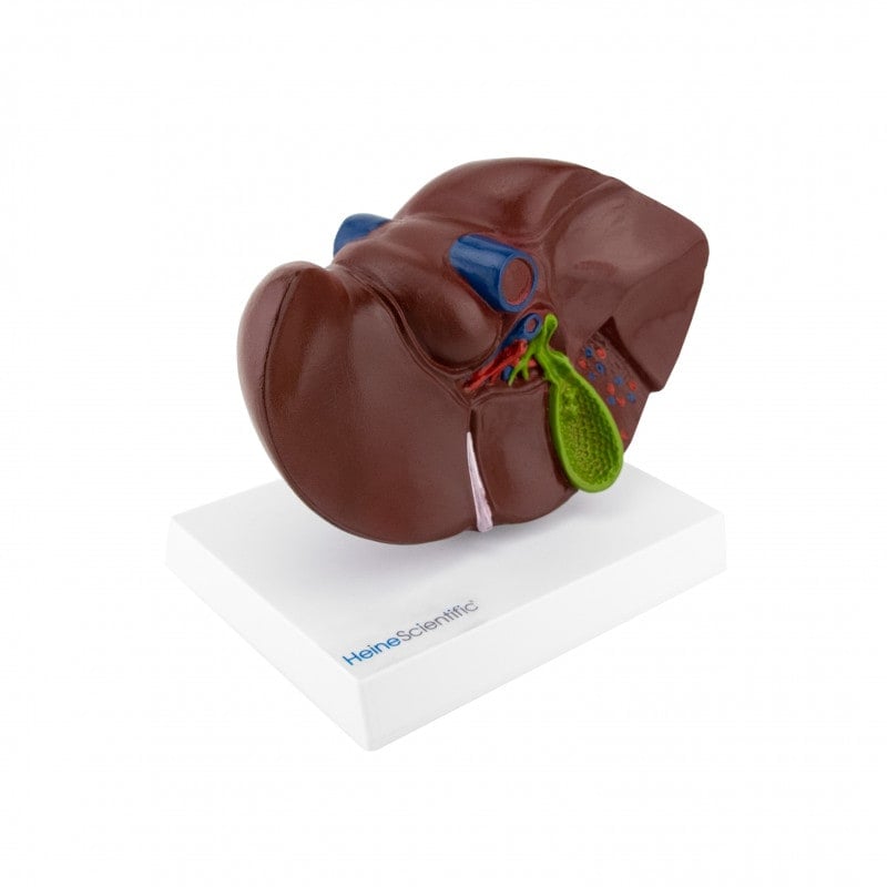 Model of Liver and Gall Bladder Medvana UK