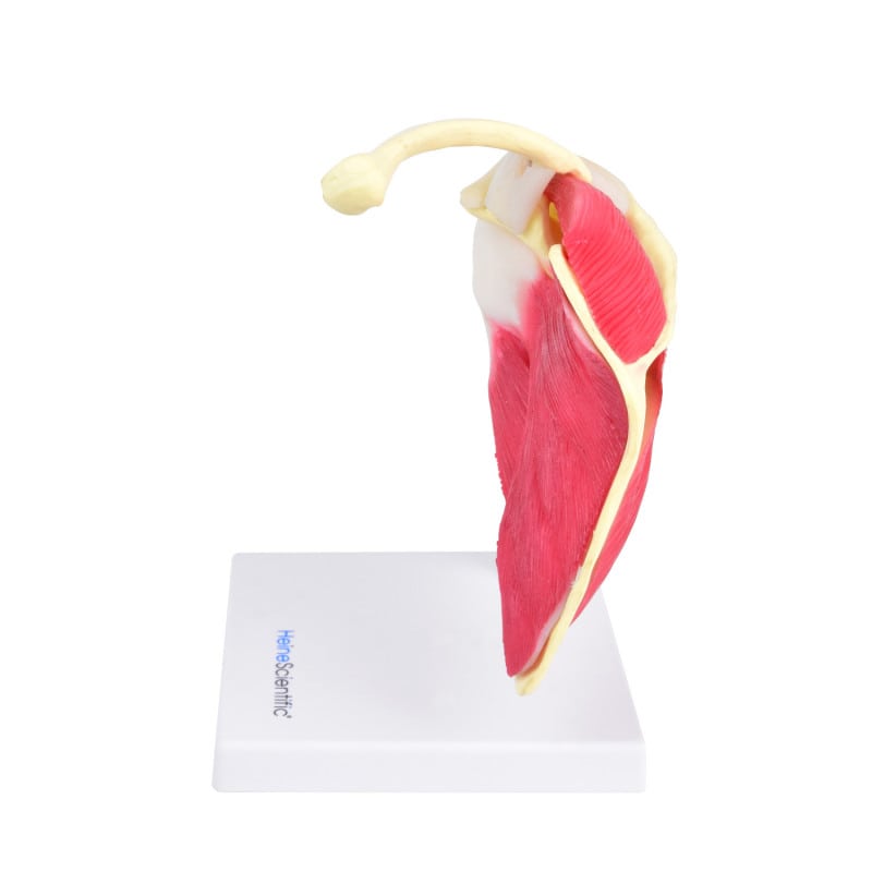 Shoulder Model Medvana UK