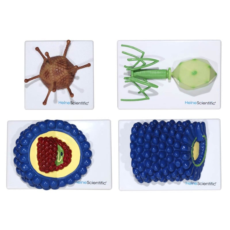 Virus Models Medvana UK
