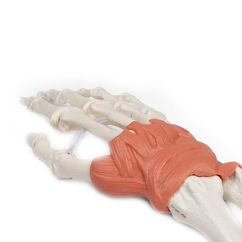 Wrist Ligaments Medvana UK