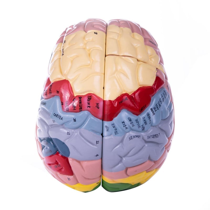 4-part Brain Model Medvana UK