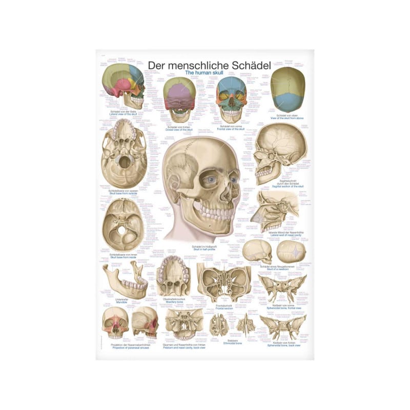 The Human Skull Wall Chart Medvana UK
