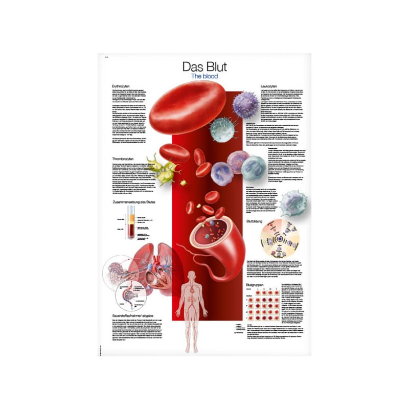 Blood Wall Chart Medvana UK