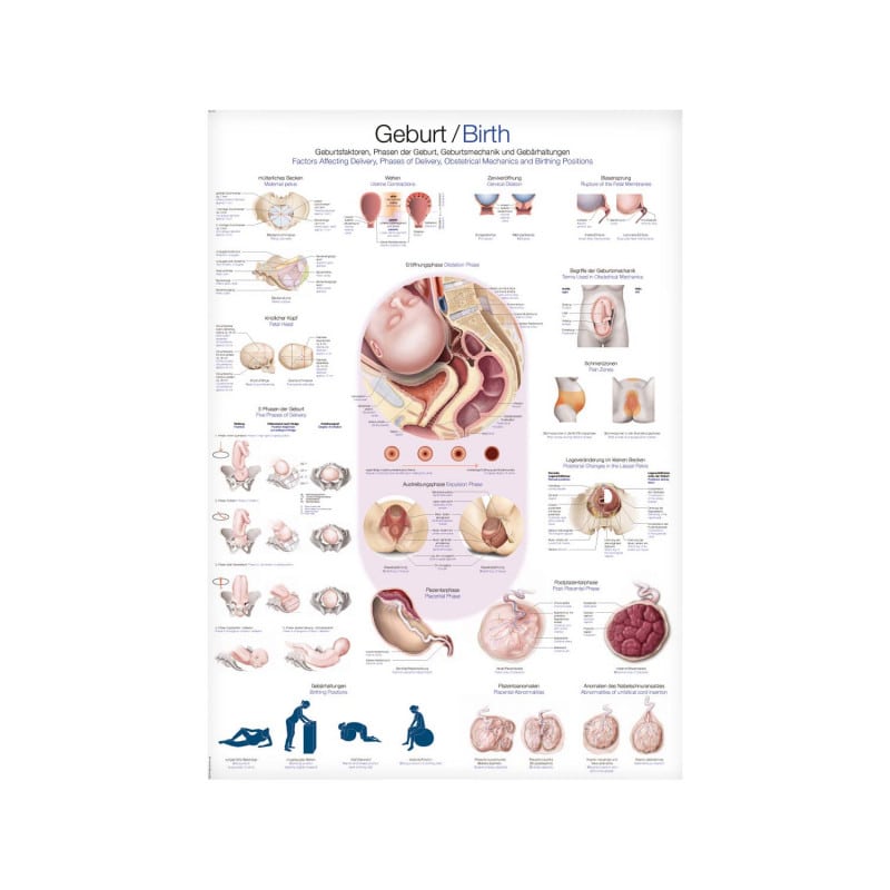 Birth Wall Chart Medvana UK