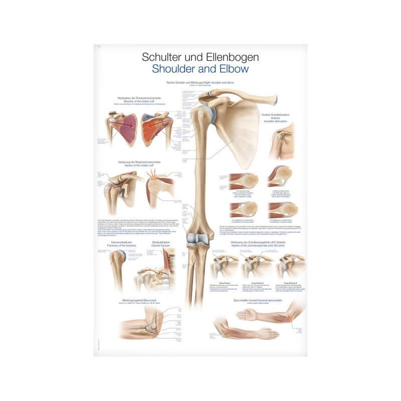 Shoulder and Elbow Wall Chart Medvana UK