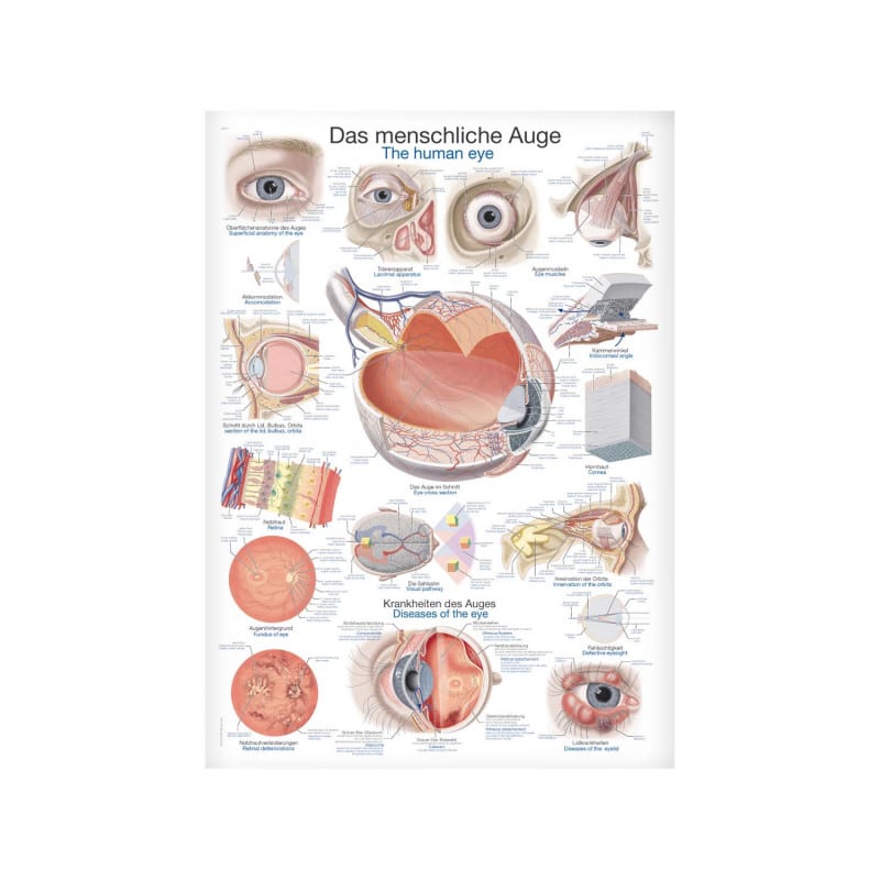 The Human Eye Wall Chart Medvana UK
