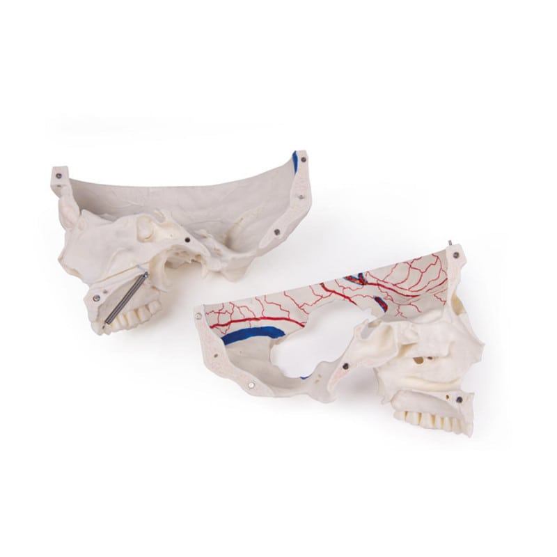 Luxury Demonstration Skull children Medvana UK