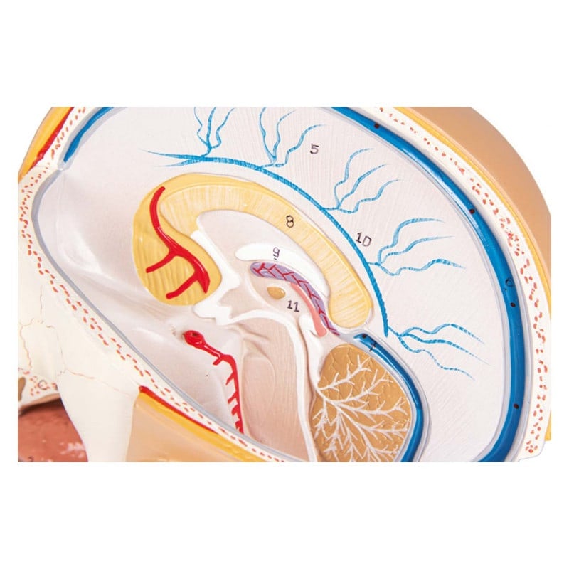 Head Model Medvana UK