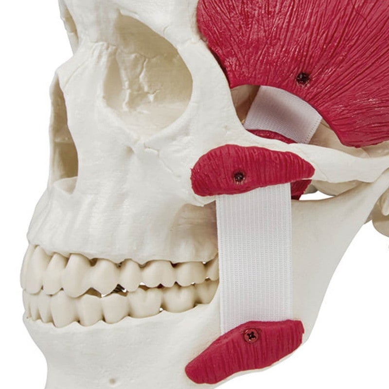 Skull with Masticatory Muscles Medvana UK