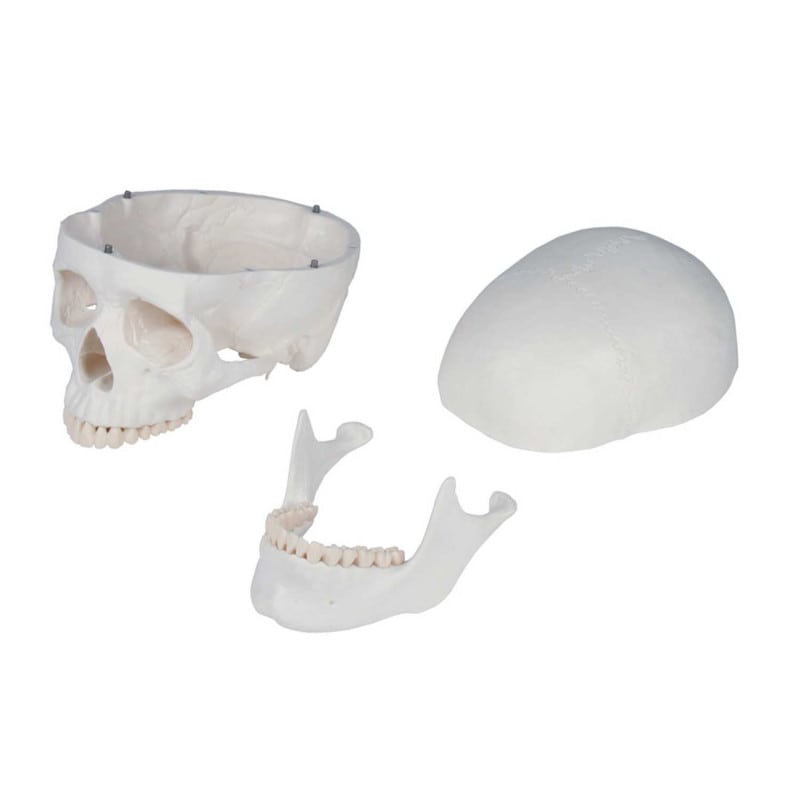 Skeleton model for learning all important structures Medvana UK