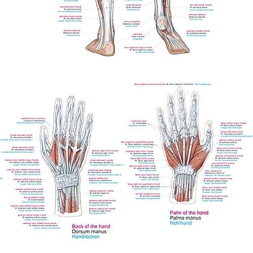 Human Muscles Wall Chart Medvana UK