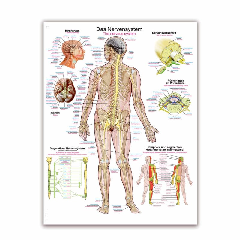 The Nervous System Wall Chart Medvana UK