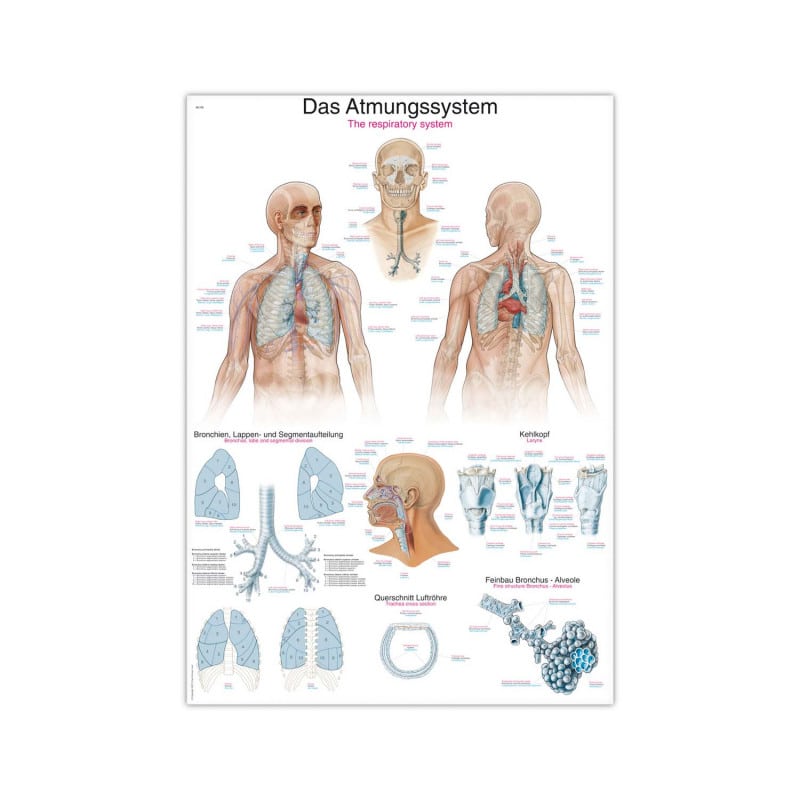 The Respiratory System Wall Chart Medvana UK