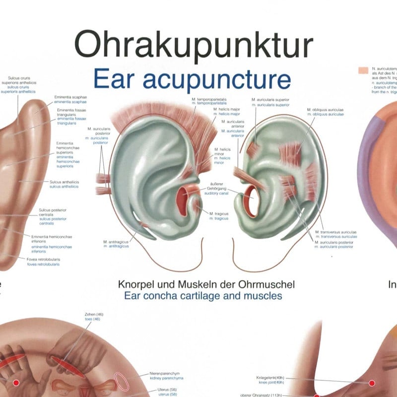Wall Chart "Ear Acupuncture"