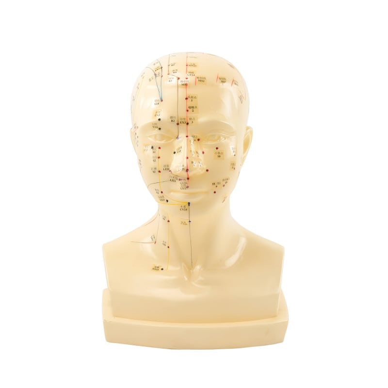 «Acupuncture Head» Model Medvana UK