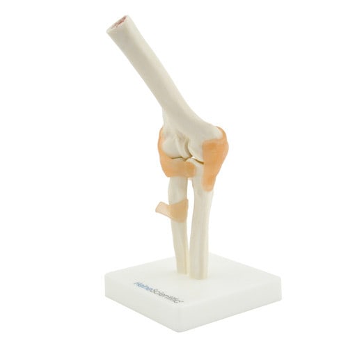 Elbow Model Medvana UK