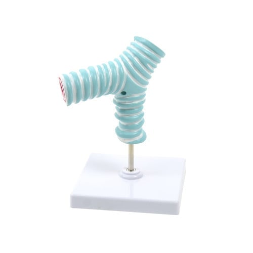 Tracheal Bifurcation Model Medvana UK